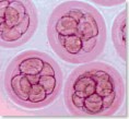 /album/photogallery/frozen-embryos-jpg1/